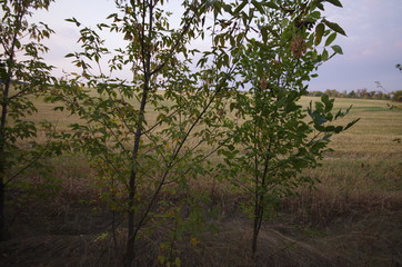 Fototapeta premium tree in the park