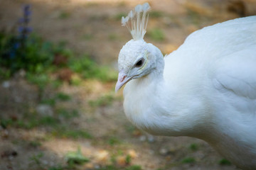 majestic colorful peacock in a beautiful day