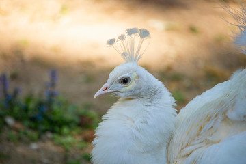 majestic colorful peacock in a beautiful day