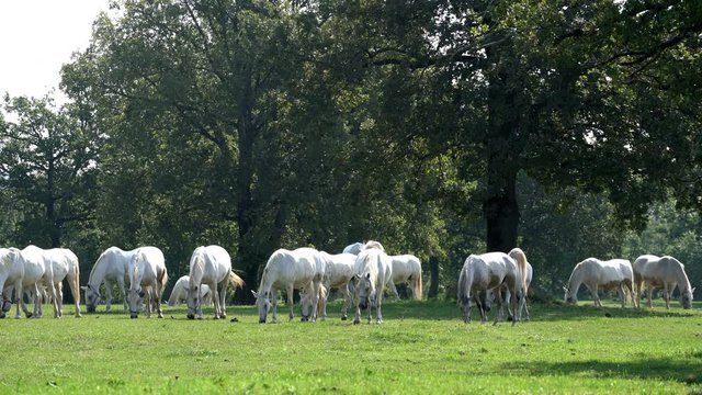 Lipizzaner horses grazing on a meadow	