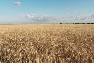 Bright background of wheat. Field of wheat against the background of a bright sky. Future bread
