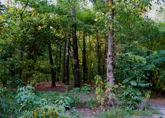 Landscape in the forest at the beginning of autumn, yellow and green leaves. selective focus    