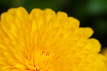chrysanthemum half flower on background