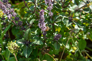 Bee on basil shrub blossom