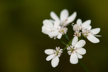 Obraz premium Little white flowers on blur garden background romantic wallpaper