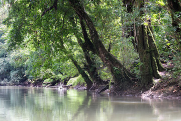 Obraz premium Dreamy landcsape of a rainforest river bank. Rio Sarapiqui, Puerto Viejo de Sarapiqui, Costa Rica. 