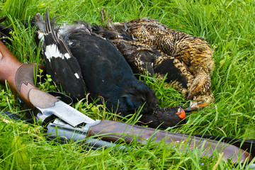 shotgun and downed blackcocks lying on the grass