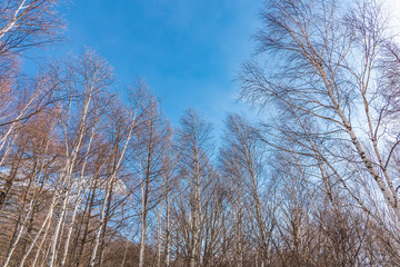 Treetops and blue sky in winter season.