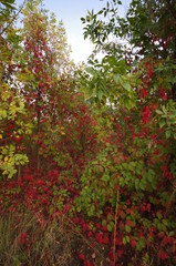 tree with red berries