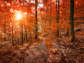 Autumn forest landscape. The road among the trees in the forest. Fall nature.
