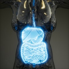 3d illustration of human digestive system parts and functions