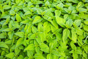 Nettle in the nature. Green urtica leaves background.