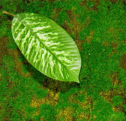 artificial grass leaf