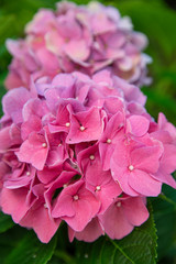 Hydrangea shrub in the garden