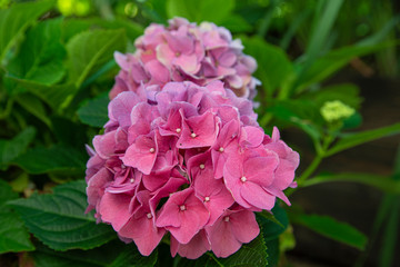 Hydrangea shrub in the garden