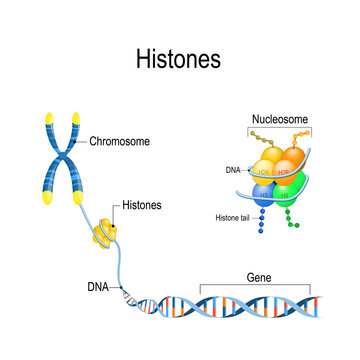 Histones close up. Organization and packaging of genetic material (DNA) in Chromosome