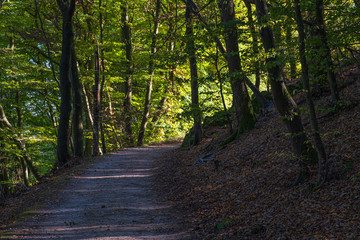 Wanderweg im Wald des Rheingaus im Herbst