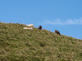 Obraz premium Kitzsteinhorn
