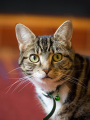 Cat portrait with the cat looking directly to camera