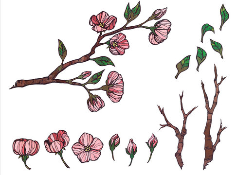 Colorful flower illustration on white background. Hand drawn botanical doodle of appl flower blossom.