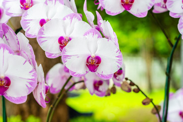 Purple white orchid, hybrid moon Phalaenopsis in botanical orchid farm.