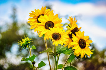 Decorative sunflower blossom