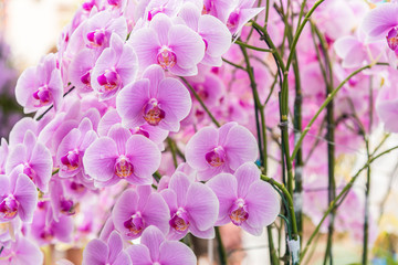 Pink orchid, moon Phalaenopsis in botanical orchid farm. - obrazy, fototapety, plakaty