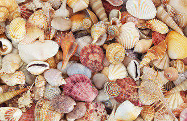 Mixed colorful sea shells as background