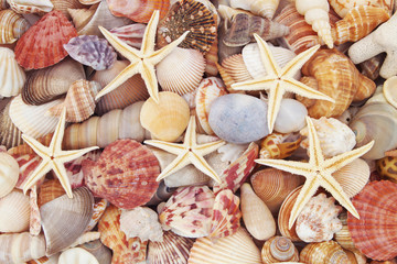Seashell with starfishes background, beautiful sea shells texture with many starfishes 