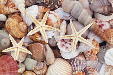 Seashell background, lots of amazing sea shells and starfishes