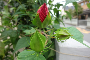 赤いハイビスカスの蕾