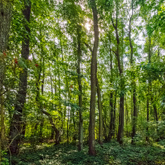 Polish wild forest - Kampinos National Park, Poland