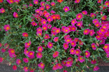 Fototapeta premium 公園に咲いたピンクのポーチュラカの花