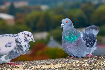 Pigeons close-up on a combined background