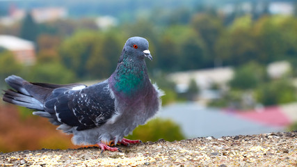 Pigeons close-up on a combined background