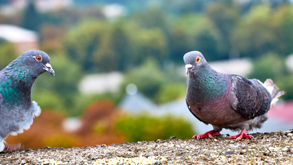 Pigeons close-up on a combined background