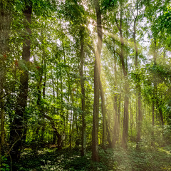 Polish wild forest with visible sun rays - Slowinski National Park, Poland