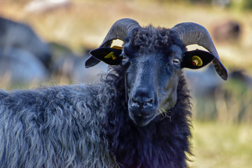 Heidschnucken in der Lüneburger Heide bei Undeloh