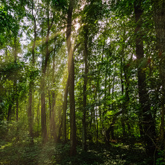 Polish wild forest with visible sun rays - Kampinos National Park, Poland