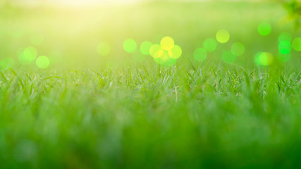 Fototapeta premium soft defocused and bokeh green grass nature on background,