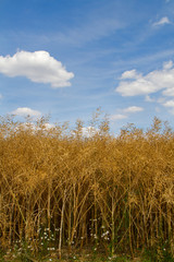 Ripe, brown Oilseed Rape, Brassica napus oleifera, on a field with white clouds in a blue sky above