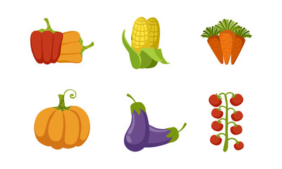 Fresh Vegetables Set, Pepper, Corn Cob, Carrot, Tomato, Eggplant, Pumpkin Vector Illustration