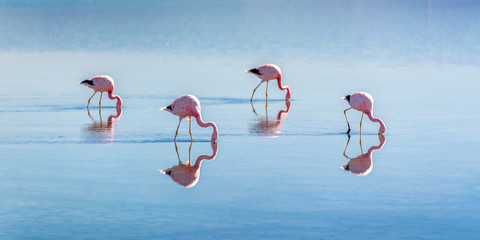 Andean flamingos in Laguna Chaxa, Atacama salar, Chile © Delphotostock