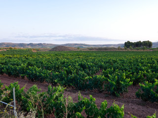 Fototapeta na wymiar Viñedos en la región de la Rioja, antes de ser vendimiados