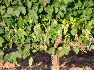 Uva aún verde, en preparación para ser vendimiada en la zona de la Rioja.