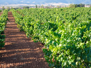 Fototapeta na wymiar Viñedos en la región de la Rioja, antes de ser vendimiados