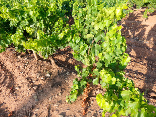 Fototapeta na wymiar Uva aún verde, en preparación para ser vendimiada en la zona de la Rioja.