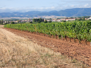 Viñedos antes de la vendimia en la zona de La Rioja, España. Trabajos antes de la vendimia. Vid