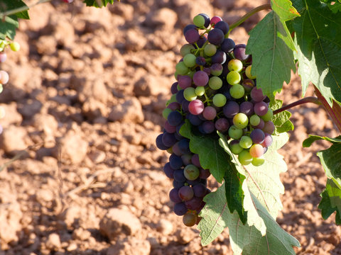 Uva a&uacute;n verde, en preparaci&oacute;n para ser vendimiada en la zona de la Rioja.