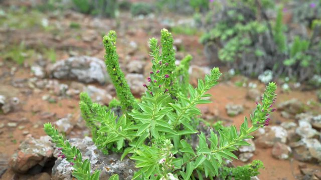 Lobelia polyphylla - Tupa, endemic flower of Chile in the Atacama Desert